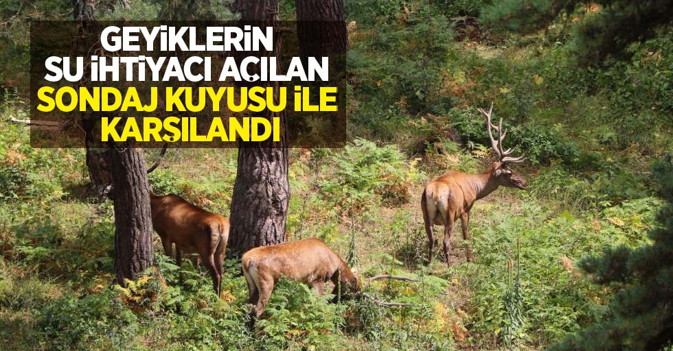 Geyiklerin su ihtiyacı açılan sondaj kuyusu ile karşılandı