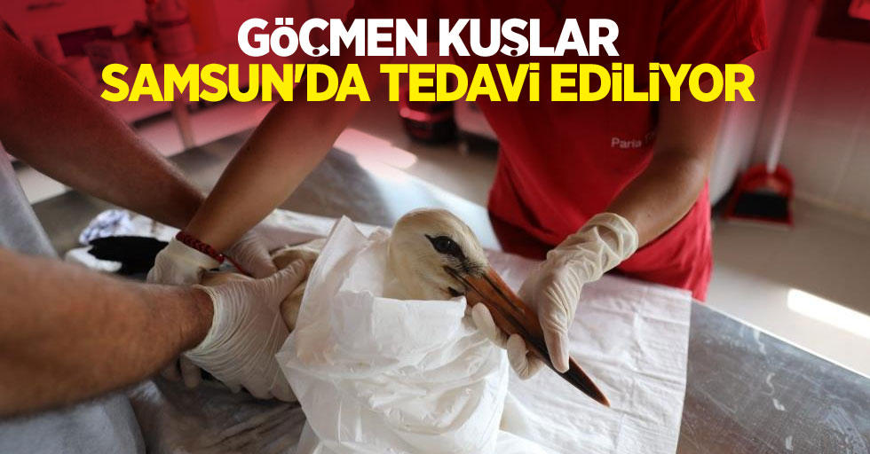 Göçmen kuşlar Samsun'da tedavi ediliyor