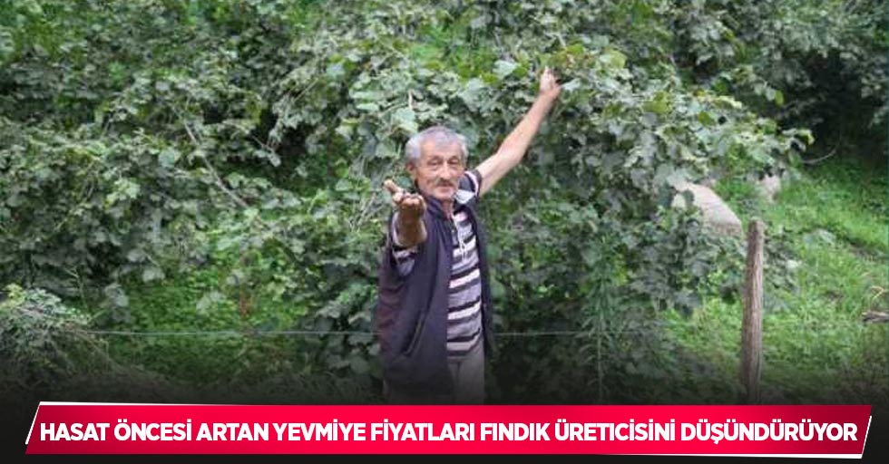 Hasat öncesi artan yevmiye fiyatları fındık üreticisini düşündürüyor