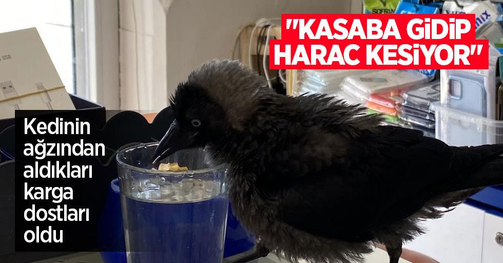 Kedinin ağzından aldıkları karga dostları oldu: "Kasaba gidip haraç kesiyor"