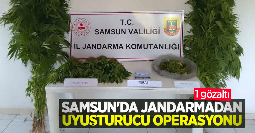 Samsun'da jandarmadan uyuşturucu operasyonu: 1 gözaltı