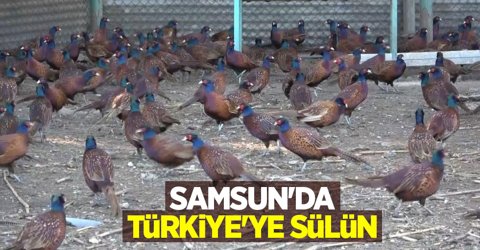 Samsun'dan Türkiye'ye sülün