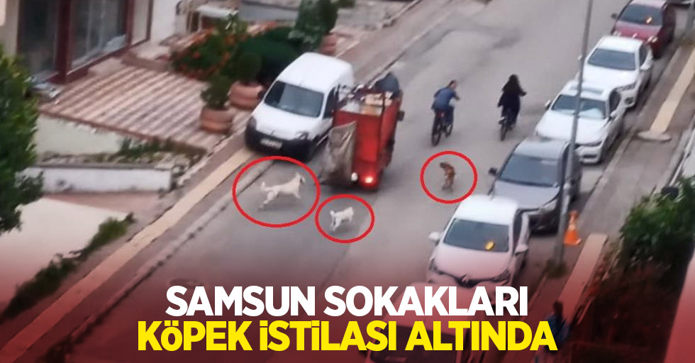 Samsun sokakları köpek istilası altında