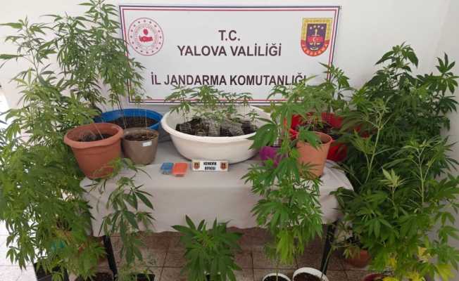 Yalova’da evinin terasında kenevir yetiştiren şüpheli yakalandı