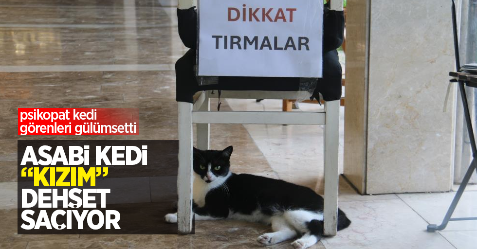 Asabi kedi "Kızım" dehşet saçıyor: Psikopat kedi görenleri gülümsetti