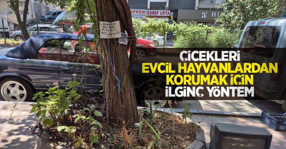 Çiçekleri evcil hayvanlardan korumak için ilginç yöntem