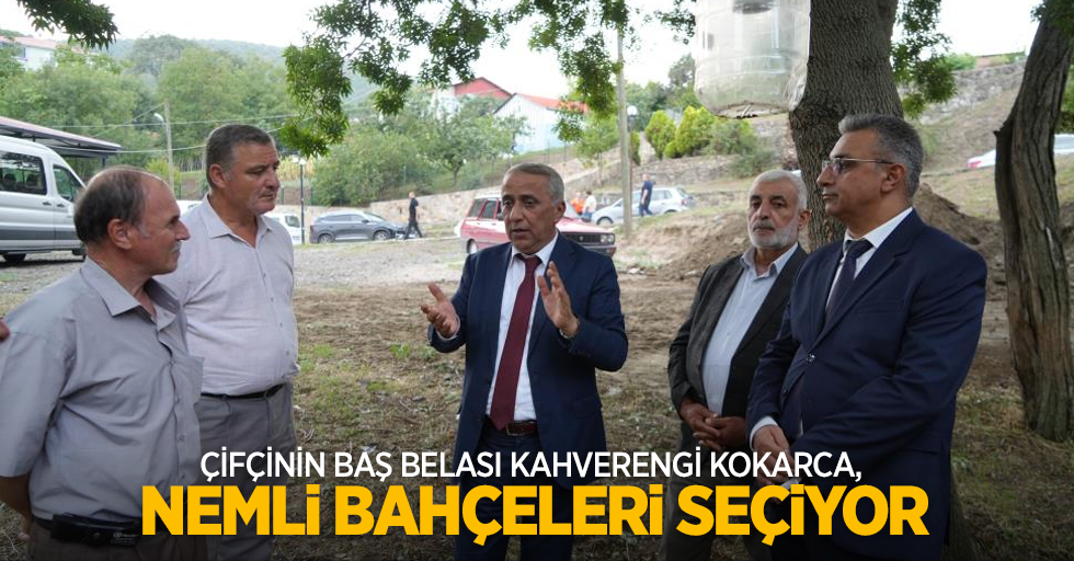 Çiftçinin baş belası kahverengi kokarca, nemli bahçeleri seçiyor