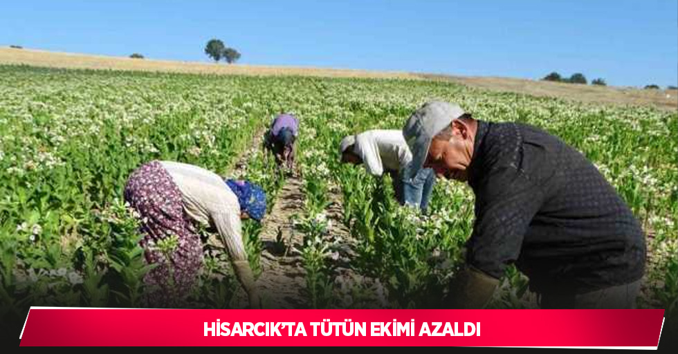 Hisarcık’ta tütün ekimi azaldı