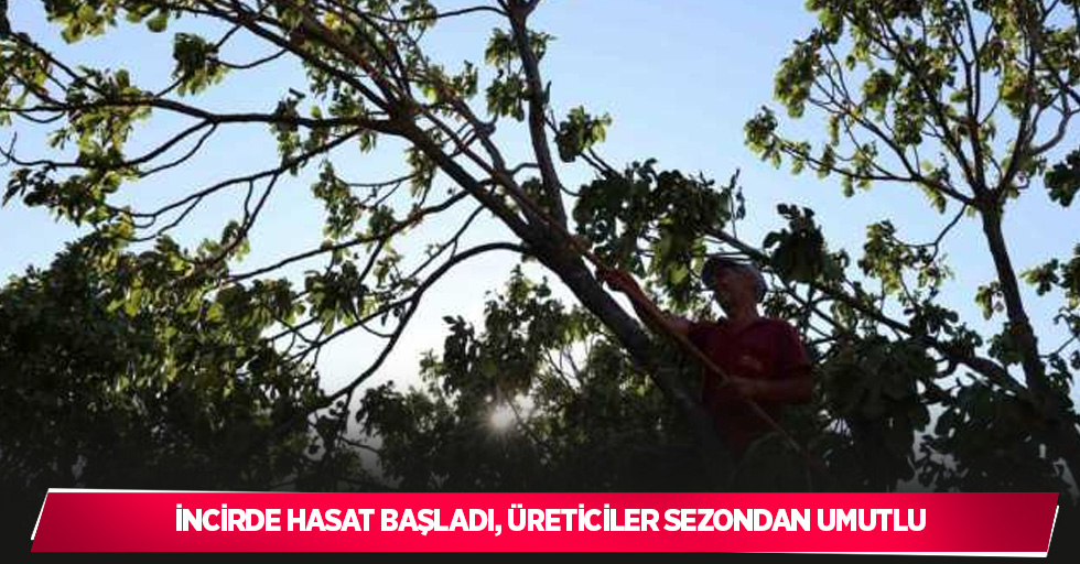 İncirde hasat başladı, üreticiler sezondan umutlu