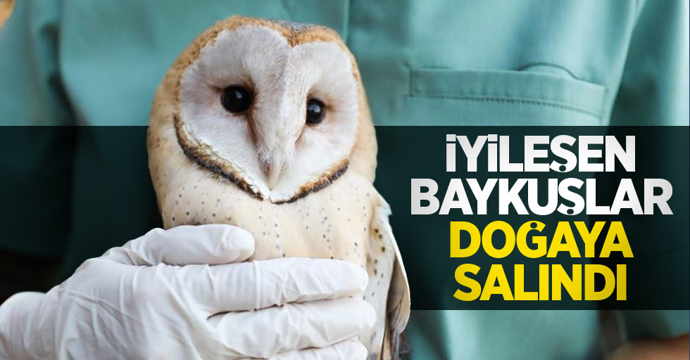 İyileşen baykuşlar doğaya salındı