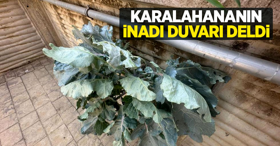 Karalahananın inadı duvarı deldi