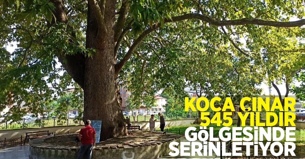 Koca Çınar 545 yıldır gölgesinde serinletiyor