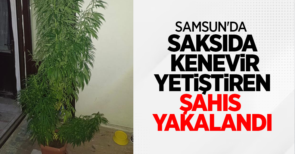 Samsun'da saksıda kenevir yetiştiren şahıs yakalandı