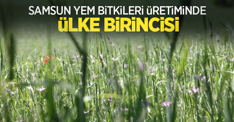 Samsun yem bitkileri üretiminde ülke birincisi