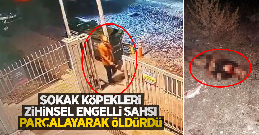 Sokak köpekleri zihinsel engelli şahsı parçalayarak öldürdü