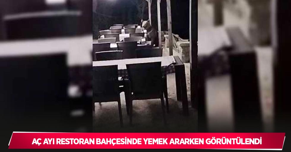 Aç ayı restoran bahçesinde yemek ararken görüntülendi