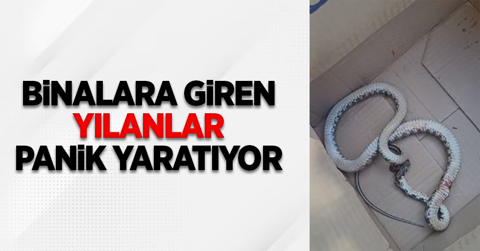 Binalara giren yılanlar panik yaratıyor!