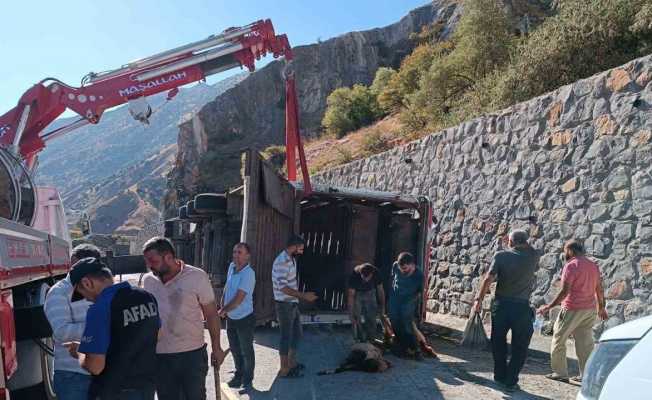 Bitlis’te tır devrildi: 100’den fazla küçükbaş hayvan telef oldu