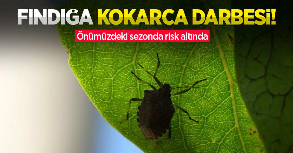 Fındığa kokarca darbesi! Önümüzdeki sezonda risk altında