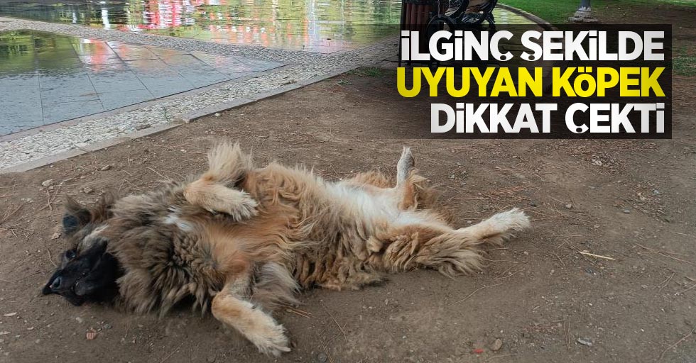 İlginç şekilde uyuyan köpek dikkat çekti