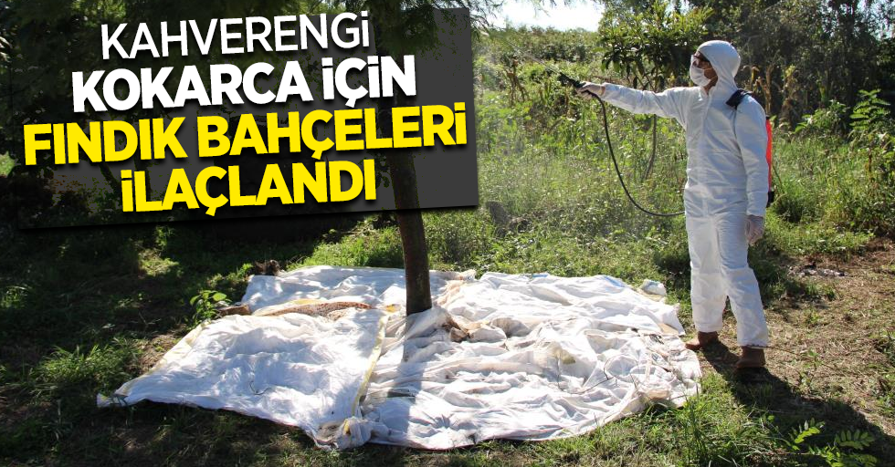 Kahverengi kokarca için fındık bahçeleri ilaçlandı