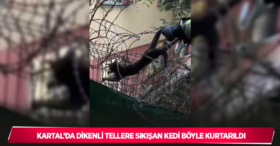 Kartal’da dikenli tellere sıkışan kedi böyle kurtarıldı