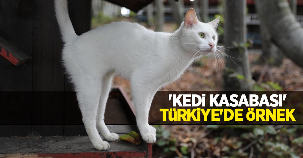 ‘Kedi Kasabası’ Türkiye’de örnek