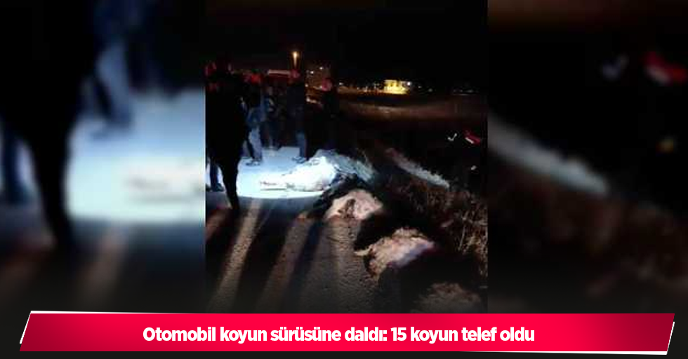 Otomobil koyun sürüsüne daldı: 15 koyun telef oldu