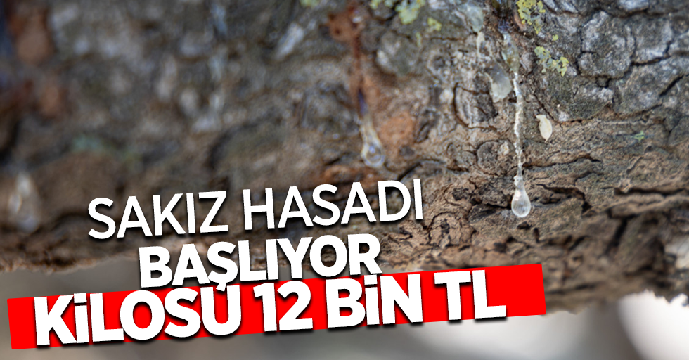 Sakız hasadı başlıyor kilosu 12 bin tl