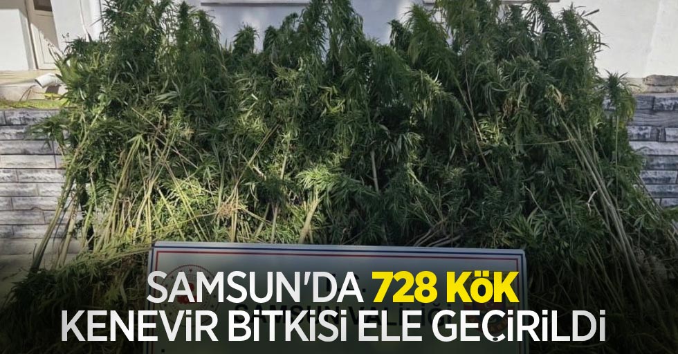 Samsun'da 728 kök kenevir bitkisi ele geçirildi