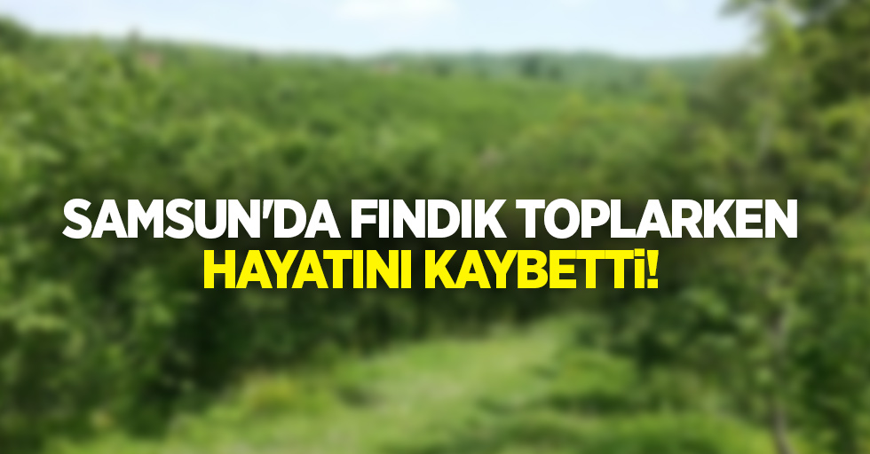 Samsun'da fındık toplarken hayatını kaybetti