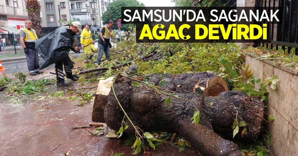 Samsun'da sağanak ağaç devirdi