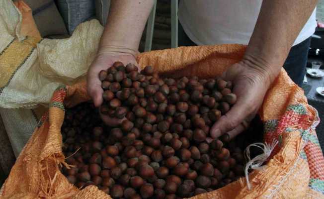 Serbest piyasada fındık fiyatı randımana bağlı