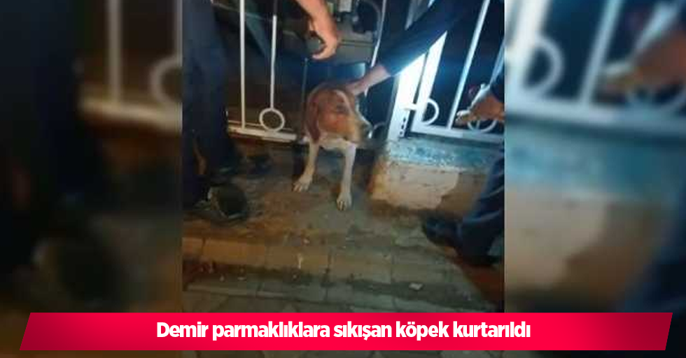 demir parmaklıklara sıkışan köpek kurtarıldı