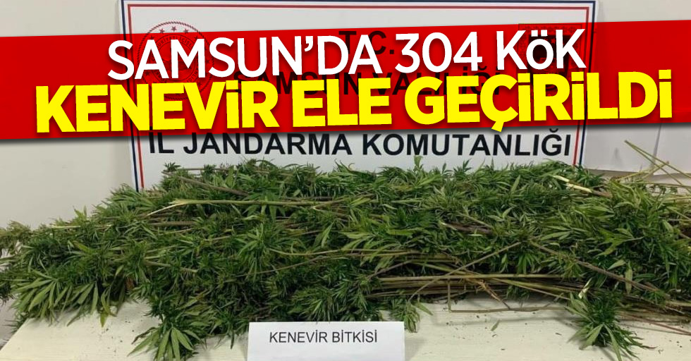 Samsun'da 304 kök kenevir ele geçirildi