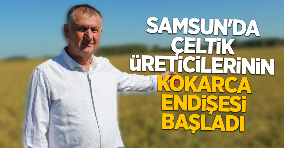 Samsun da çeltik üreticilerinin kokarca endişesi başladı