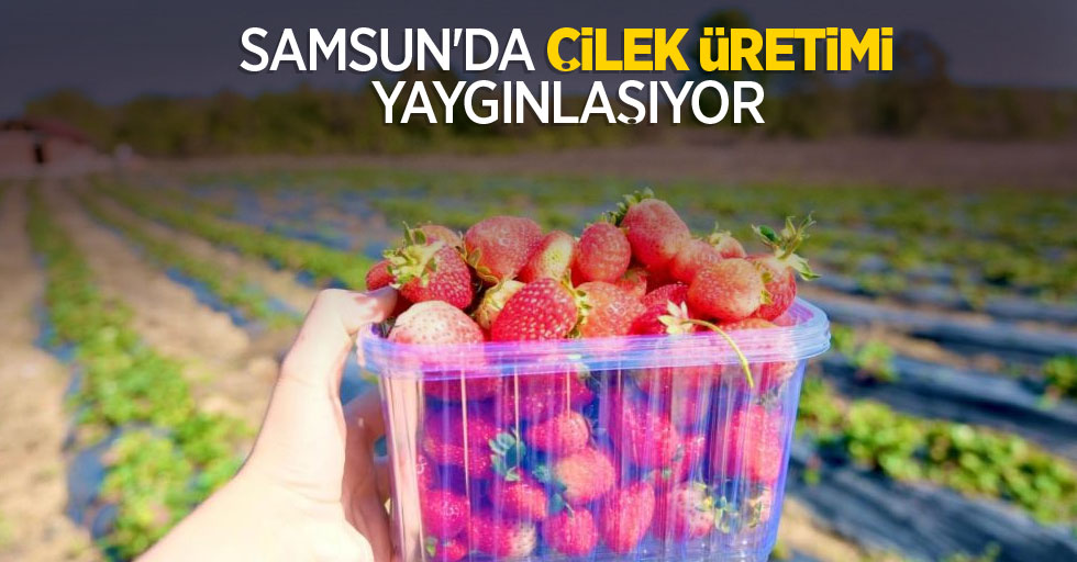 Samsun'da çilek üretimi yaygınlaşıyor