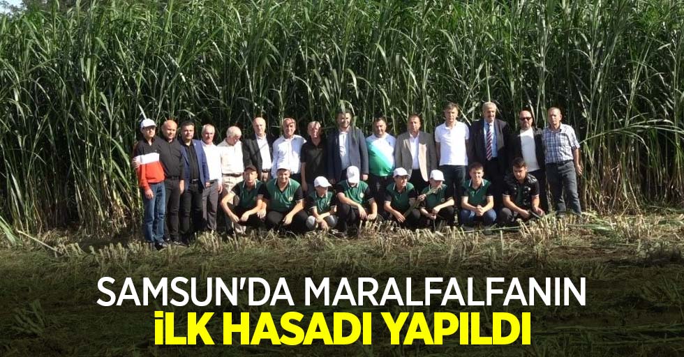 Samsun'da maralfalfanın ilk hasadı yapıldı