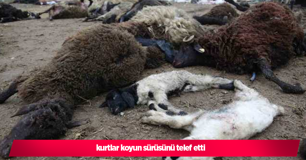 Kurtlar koyun sürüsünü telef etti