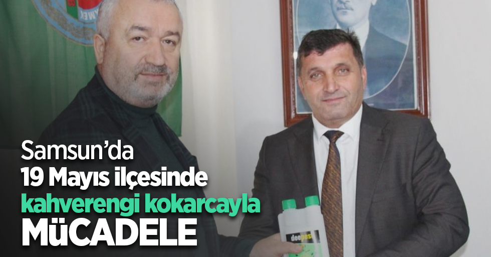 Samsun’da 19 Mayıs ilçesinde kahverengi kokarcayla mücadele