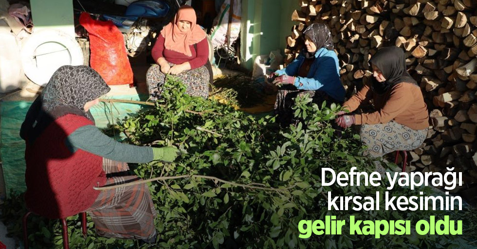 Defne yaprağı kırsal kesimin gelir kapısı oldu