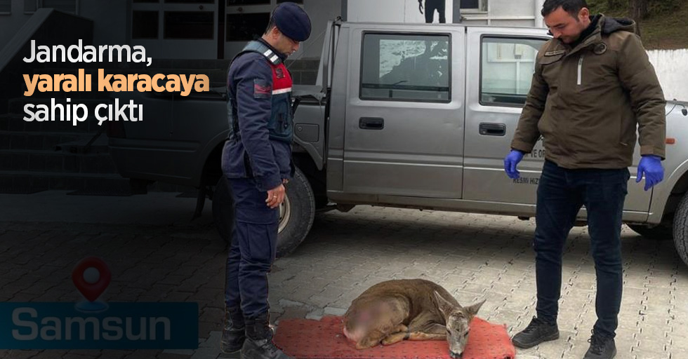 Jandarma, yaralı karacaya sahip çıktı