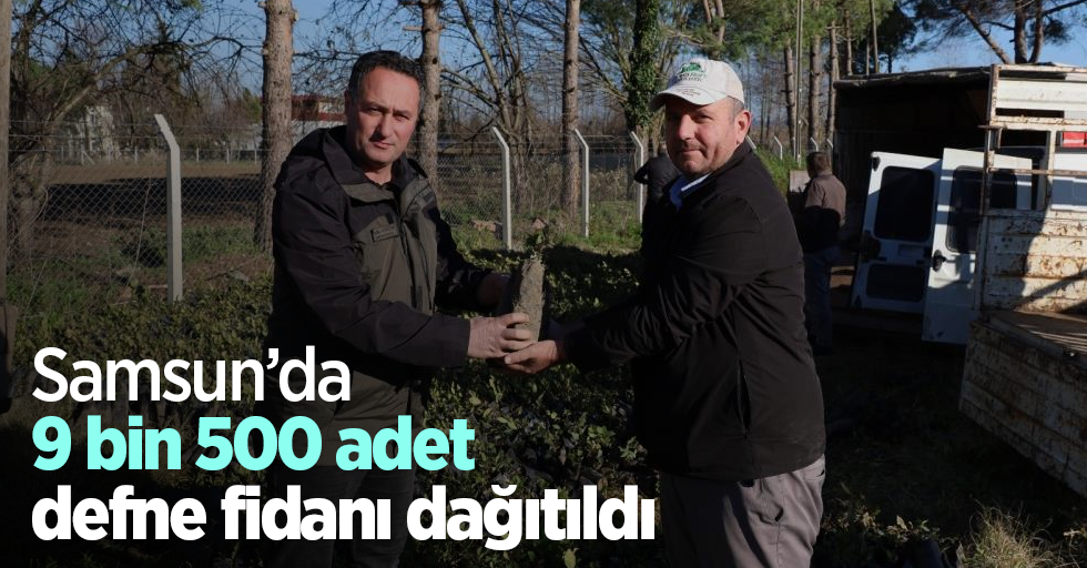 Samsun’da 9 bin 500 adet defne fidanı dağıtıldı