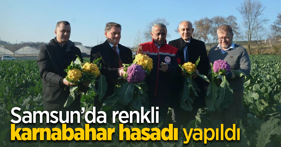 Samsun’da renkli karnabahar hasadı yapıldı