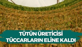 Tütün Üreticisi Tüccarların Eline Kaldı