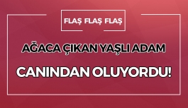 Ağaçtan düşen yaşlı adam yaralandı!