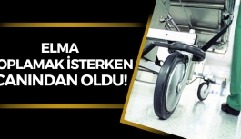 Elma Toplamak İsterken Canından Oldu!