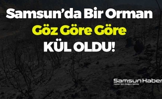 Samsun'da Bir Orman Kül Oldu!