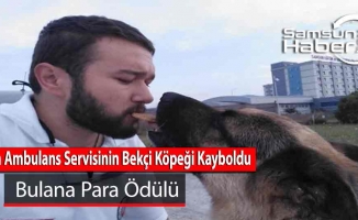 Hava Ambulans Servisinin Bekçi Köpeği Kayboldu