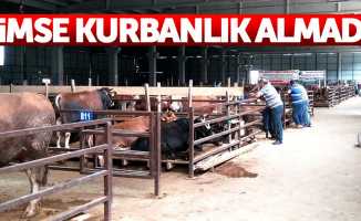 Bafra'da kurbanlık hayvanlar satılmayı bekliyor